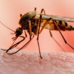 World Malaria Day: Nigeria records 200,000 deaths, loses N646bn yearly to malaria
